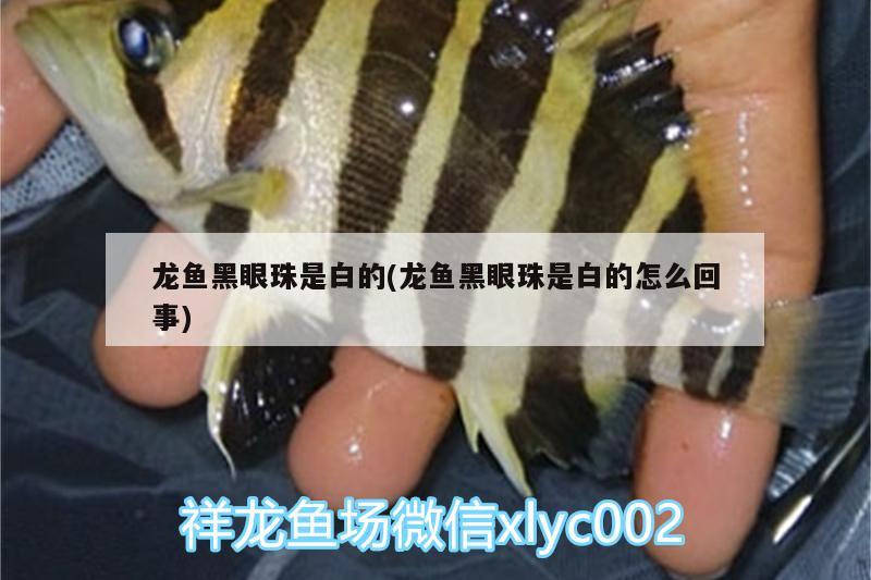 龍魚黑眼珠是白的(龍魚黑眼珠是白的怎么回事)