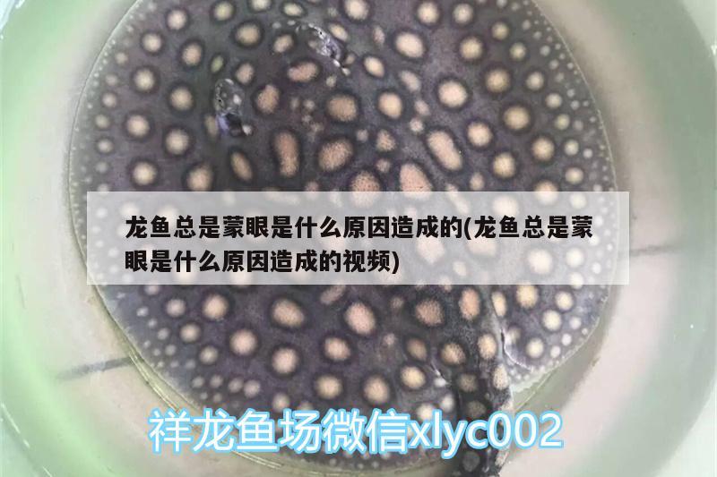 龍魚總是蒙眼是什么原因造成的(龍魚總是蒙眼是什么原因造成的視頻)