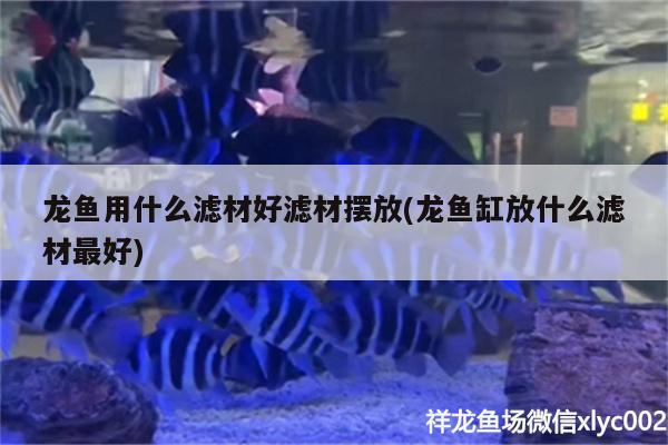 龍魚用什么濾材好濾材擺放(龍魚缸放什么濾材最好) 廣州觀賞魚批發(fā)市場(chǎng)