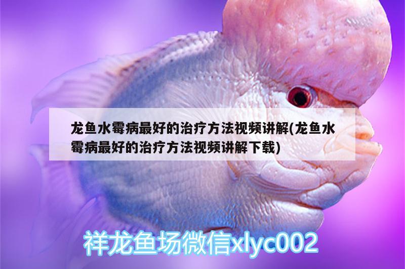 龍魚水霉病最好的治療方法視頻講解(龍魚水霉病最好的治療方法視頻講解下載)