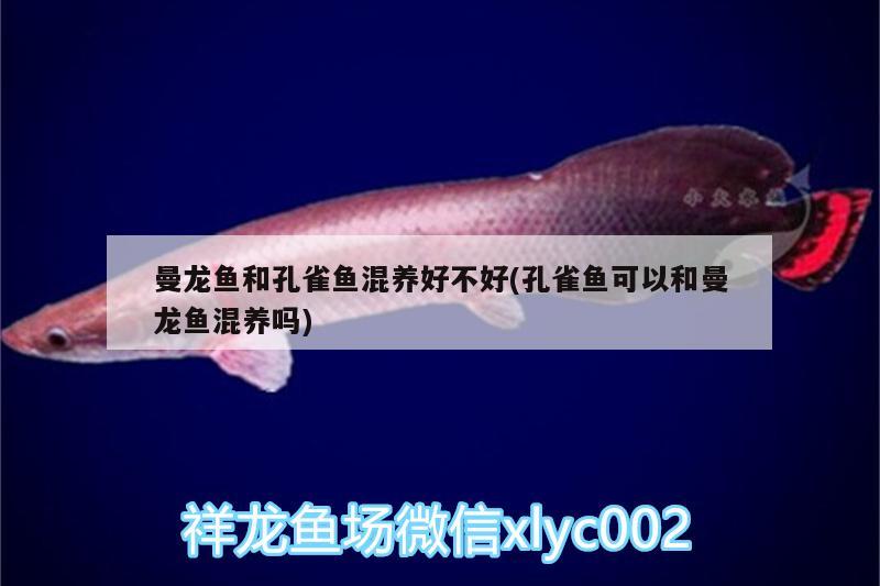 曼龍魚和孔雀魚混養(yǎng)好不好(孔雀魚可以和曼龍魚混養(yǎng)嗎)