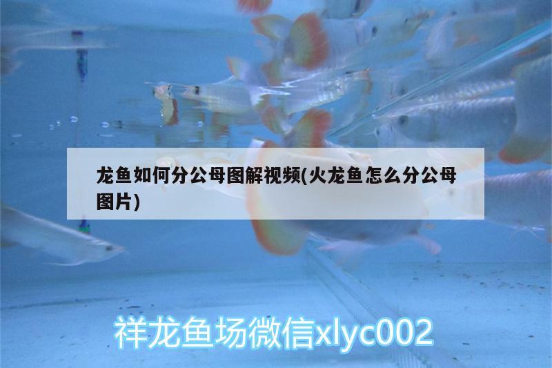 龍魚如何分公母圖解視頻(火龍魚怎么分公母圖片) 野彩魚