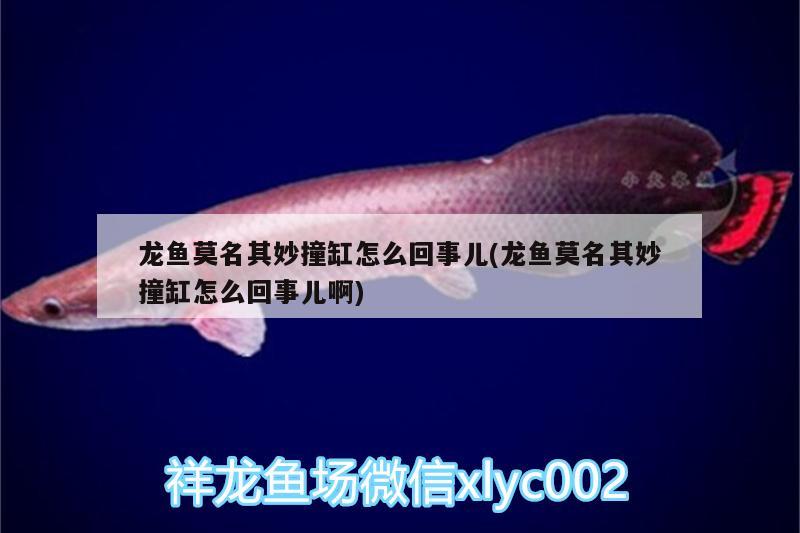 龍魚(yú)莫名其妙撞缸怎么回事兒(龍魚(yú)莫名其妙撞缸怎么回事兒啊) 祥龍赫舞紅龍魚(yú) 第2張