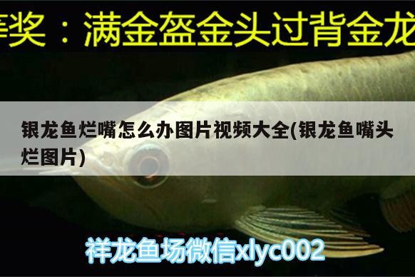 銀龍魚爛嘴怎么辦圖片視頻大全(銀龍魚嘴頭爛圖片) 銀龍魚百科