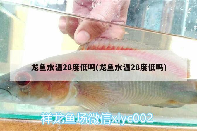 龍魚水溫28度低嗎(龍魚水溫28度低嗎) 福滿鉆魚