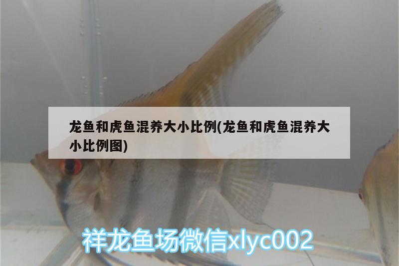 龍魚(yú)和虎魚(yú)混養(yǎng)大小比例(龍魚(yú)和虎魚(yú)混養(yǎng)大小比例圖) 虎魚(yú)百科