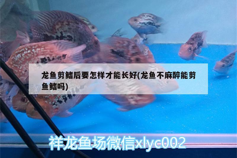 龍魚剪鰭后要怎樣才能長好(龍魚不麻醉能剪魚鰭嗎)