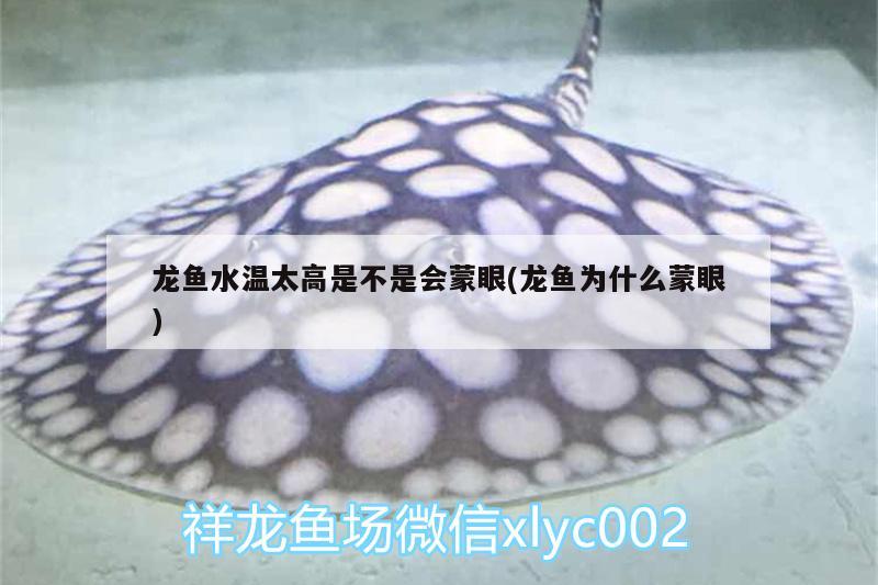 龍魚(yú)水溫太高是不是會(huì)蒙眼(龍魚(yú)為什么蒙眼) 夢(mèng)幻雷龍魚(yú)