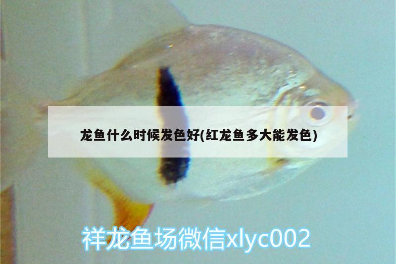 龍魚什么時(shí)候發(fā)色好(紅龍魚多大能發(fā)色)