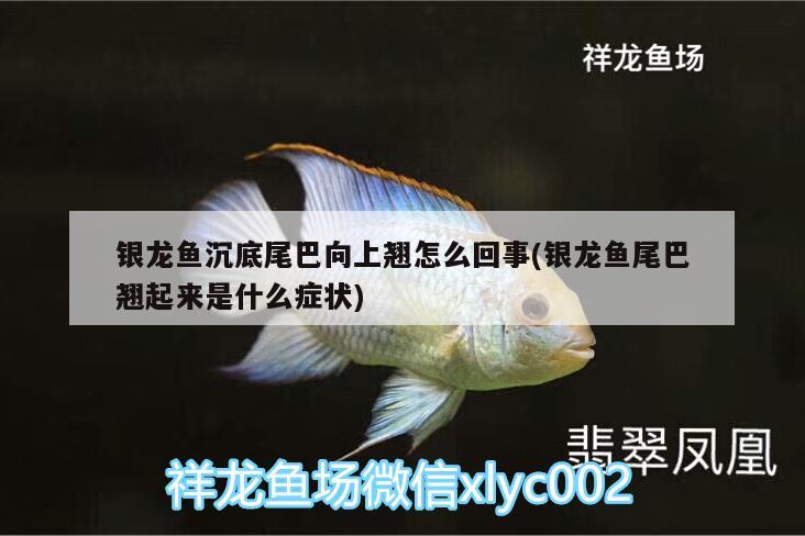 銀龍魚(yú)沉底尾巴向上翹怎么回事(銀龍魚(yú)尾巴翹起來(lái)是什么癥狀)