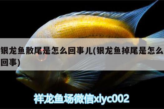 銀龍魚散尾是怎么回事兒(銀龍魚掉尾是怎么回事)