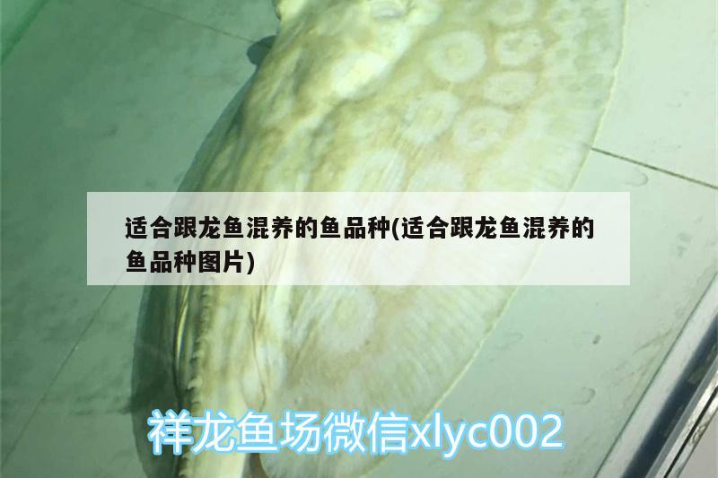 適合跟龍魚混養(yǎng)的魚品種(適合跟龍魚混養(yǎng)的魚品種圖片) 斑馬鴨嘴魚苗