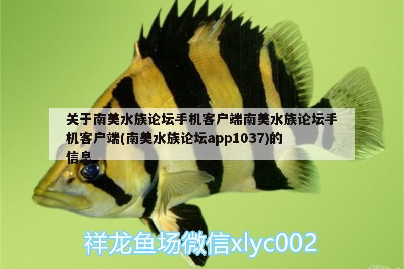 關(guān)于南美水族論壇手機(jī)客戶端南美水族論壇手機(jī)客戶端(南美水族論壇app1037)的信息 白子紅龍魚