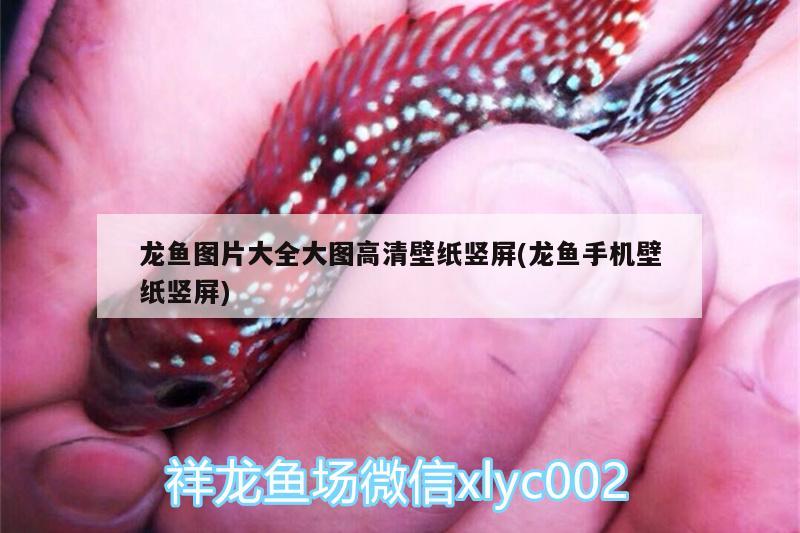 龍魚圖片大全大圖高清壁紙豎屏(龍魚手機(jī)壁紙豎屏) 圖騰金龍魚