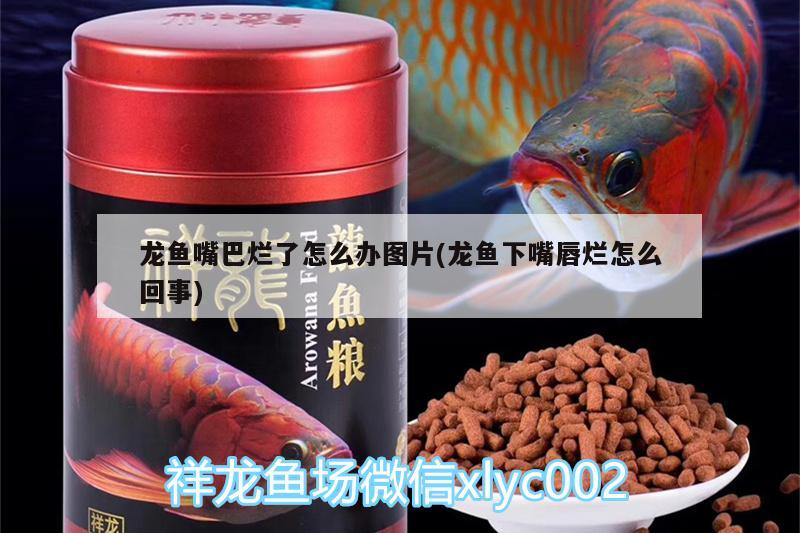 龍魚嘴巴爛了怎么辦圖片(龍魚下嘴唇爛怎么回事) 熊貓異形魚L46