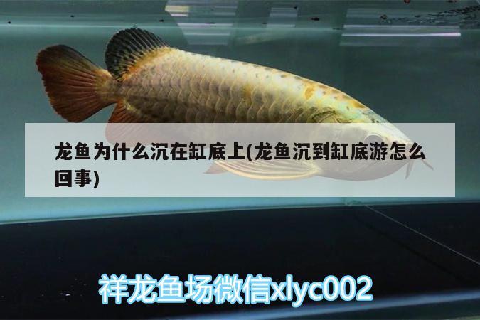 龍魚為什么沉在缸底上(龍魚沉到缸底游怎么回事)