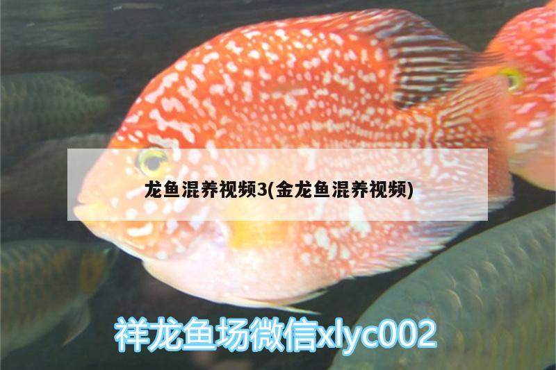 龍魚混養(yǎng)視頻3(金龍魚混養(yǎng)視頻)