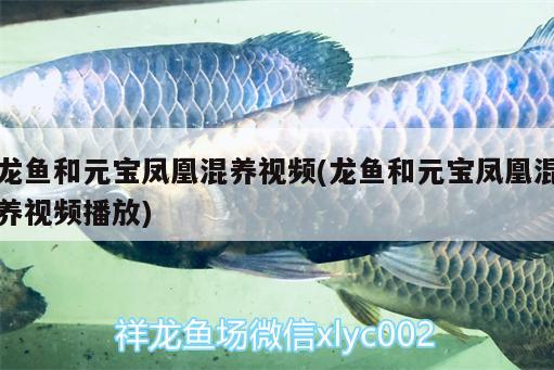 龍魚和元寶鳳凰混養(yǎng)視頻(龍魚和元寶鳳凰混養(yǎng)視頻播放)