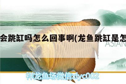 龍魚(yú)會(huì)跳缸嗎怎么回事啊(龍魚(yú)跳缸是怎么回事) 藍(lán)底過(guò)背金龍魚(yú)