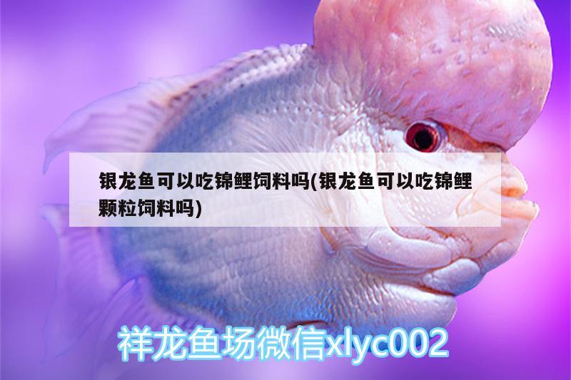 銀龍魚可以吃錦鯉飼料嗎(銀龍魚可以吃錦鯉顆粒飼料嗎) 銀龍魚百科