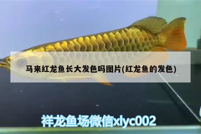 馬來紅龍魚長大發(fā)色嗎圖片(紅龍魚的發(fā)色)