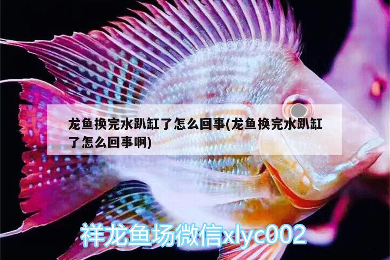 龍魚換完水趴缸了怎么回事(龍魚換完水趴缸了怎么回事啊)