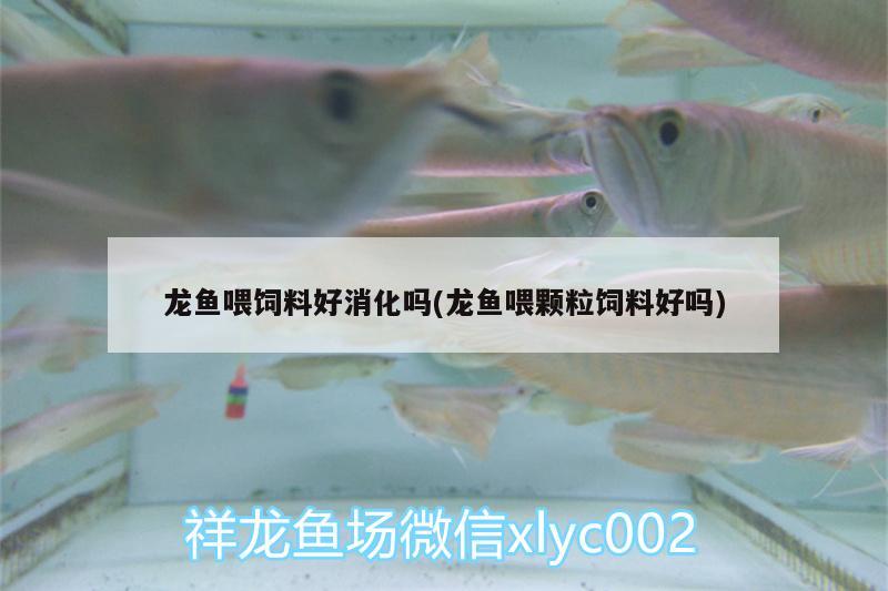 龍魚喂飼料好消化嗎(龍魚喂顆粒飼料好嗎) 虎魚魚苗 第2張