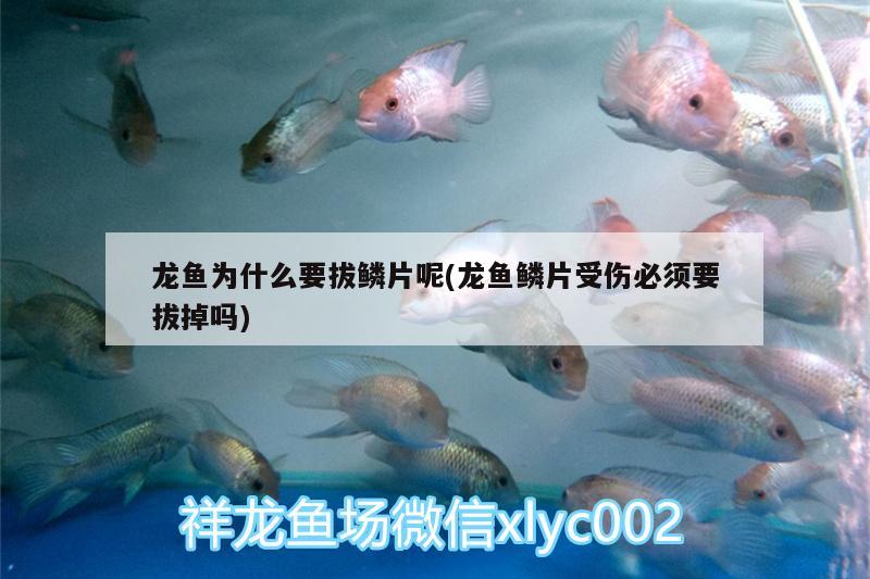 龍魚(yú)為什么要拔鱗片呢(龍魚(yú)鱗片受傷必須要拔掉嗎) 過(guò)背金龍魚(yú) 第2張