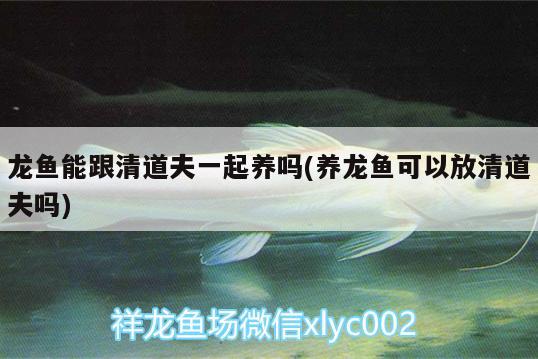 龍魚能跟清道夫一起養(yǎng)嗎(養(yǎng)龍魚可以放清道夫嗎) BD魟魚