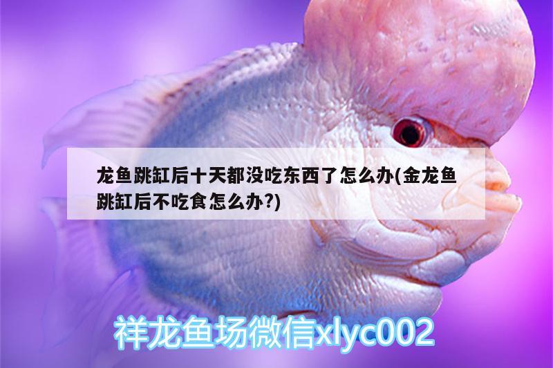 龍魚跳缸后十天都沒吃東西了怎么辦(金龍魚跳缸后不吃食怎么辦?) 造景/裝飾