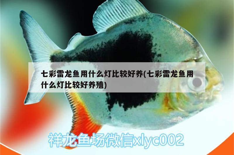 七彩雷龍魚用什么燈比較好養(yǎng)(七彩雷龍魚用什么燈比較好養(yǎng)殖)