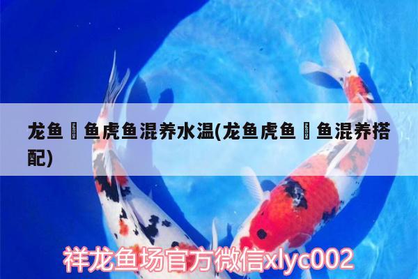 龍魚(yú)魟魚(yú)虎魚(yú)混養(yǎng)水溫(龍魚(yú)虎魚(yú)魟魚(yú)混養(yǎng)搭配) 虎魚(yú)百科