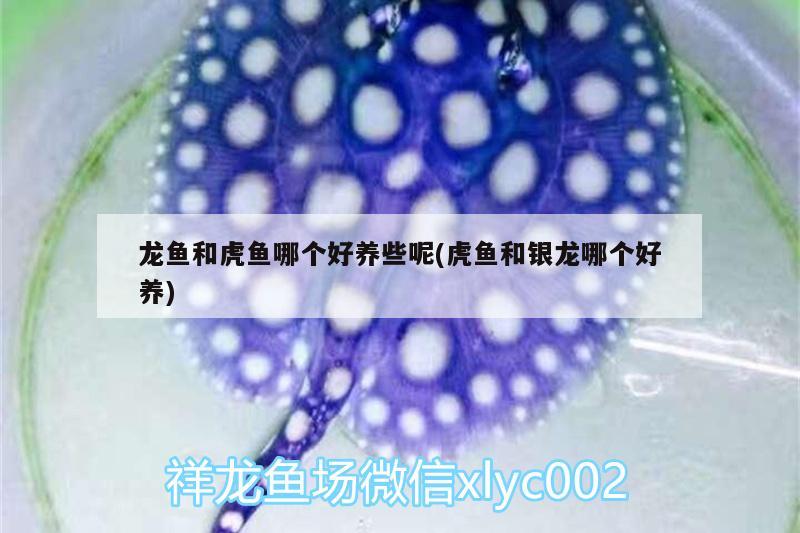 龍魚和虎魚哪個好養(yǎng)些呢(虎魚和銀龍哪個好養(yǎng)) 虎魚百科