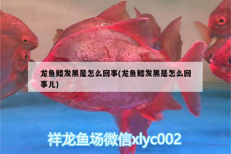 龍魚鰭發(fā)黑是怎么回事(龍魚鰭發(fā)黑是怎么回事兒) 朱巴利魚苗