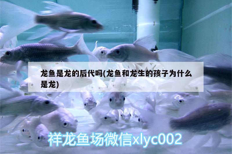 龍魚是龍的后代嗎(龍魚和龍生的孩子為什么是龍) 廣州水族器材濾材批發(fā)市場