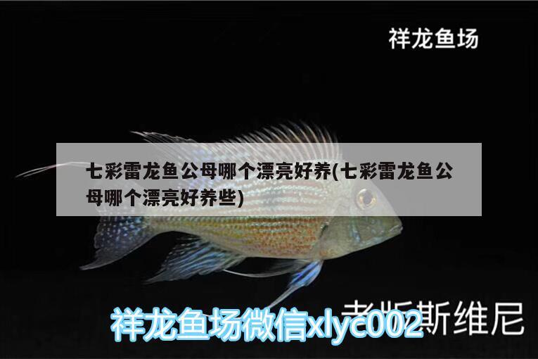 七彩雷龍魚公母哪個漂亮好養(yǎng)(七彩雷龍魚公母哪個漂亮好養(yǎng)些)