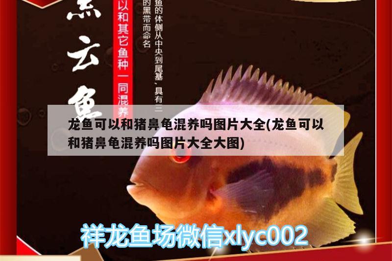 龍魚可以和豬鼻龜混養(yǎng)嗎圖片大全(龍魚可以和豬鼻龜混養(yǎng)嗎圖片大全大圖) 豬鼻龜