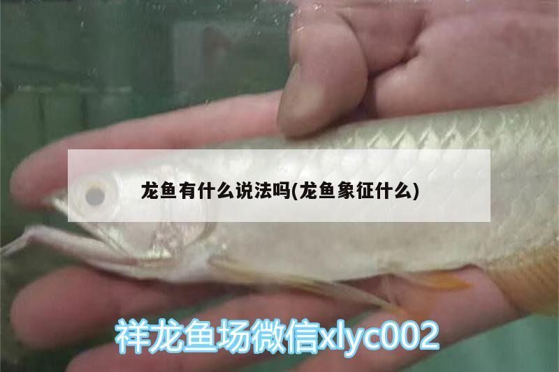 龍魚有什么說法嗎(龍魚象征什么) 鴨嘴鯊魚