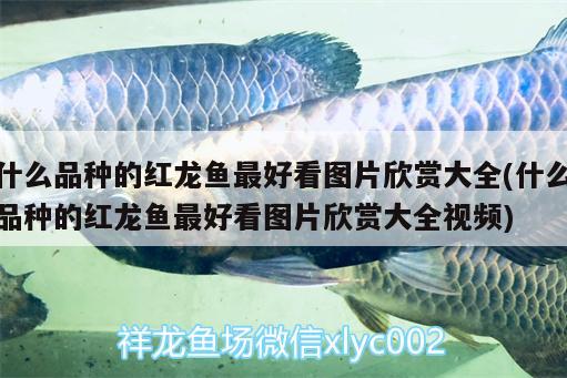 什么品種的紅龍魚(yú)最好看圖片欣賞大全(什么品種的紅龍魚(yú)最好看圖片欣賞大全視頻)