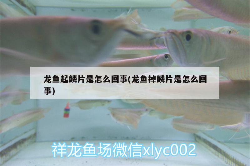 龍魚起鱗片是怎么回事(龍魚掉鱗片是怎么回事) 印尼三紋虎