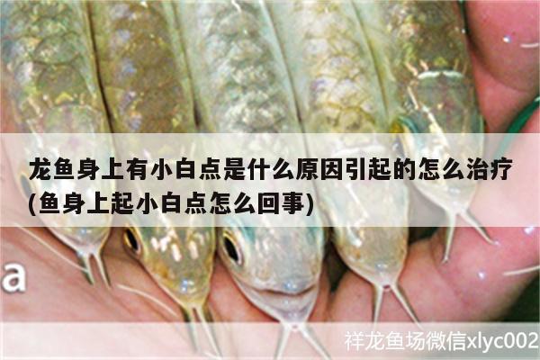 龍魚身上有小白點(diǎn)是什么原因引起的怎么治療(魚身上起小白點(diǎn)怎么回事)