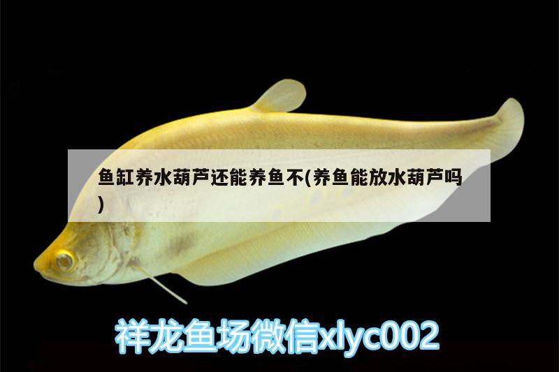 魚缸養(yǎng)水葫蘆還能養(yǎng)魚不(養(yǎng)魚能放水葫蘆嗎) 硝化細(xì)菌