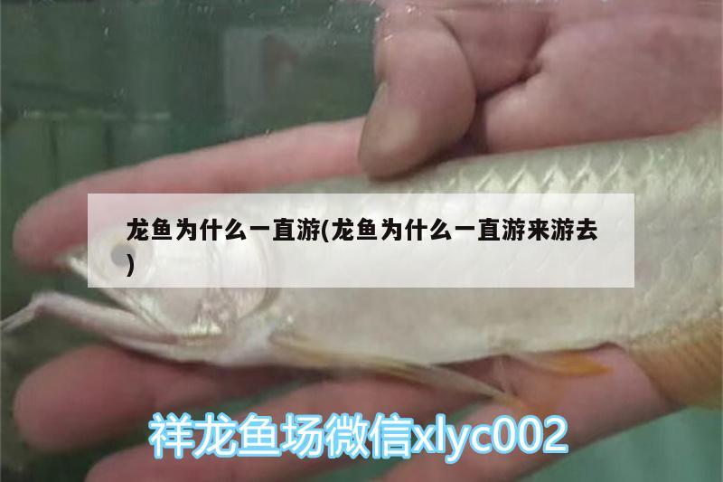 龍魚(yú)為什么一直游(龍魚(yú)為什么一直游來(lái)游去)