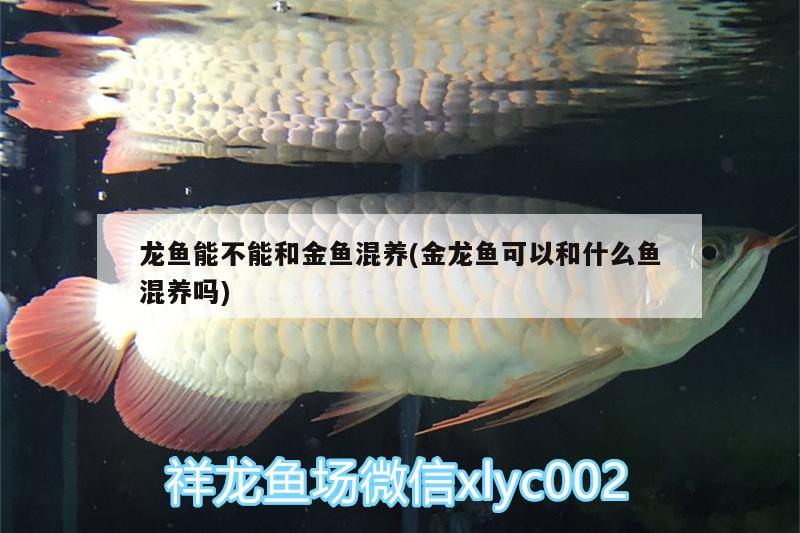 龍魚能不能和金魚混養(yǎng)(金龍魚可以和什么魚混養(yǎng)嗎) 水溫計