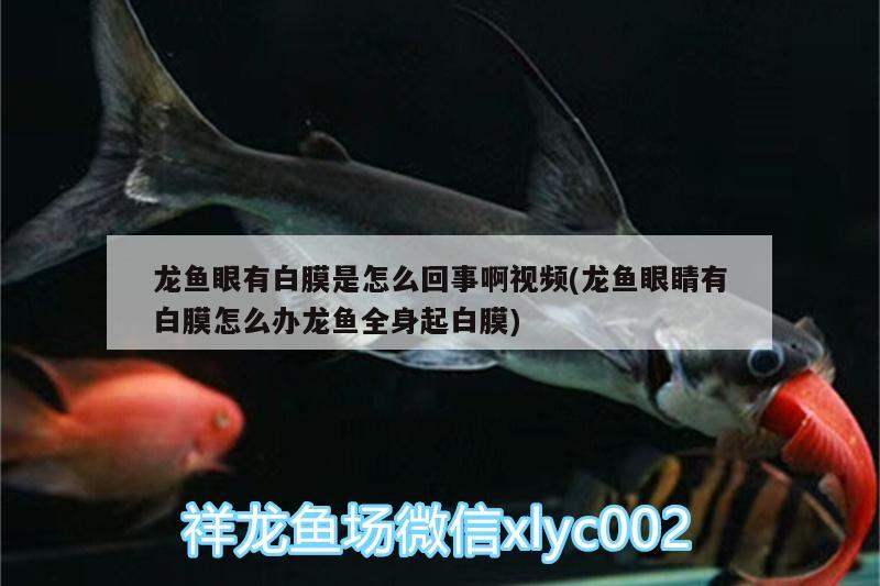 龍魚眼有白膜是怎么回事啊視頻(龍魚眼睛有白膜怎么辦龍魚全身起白膜)