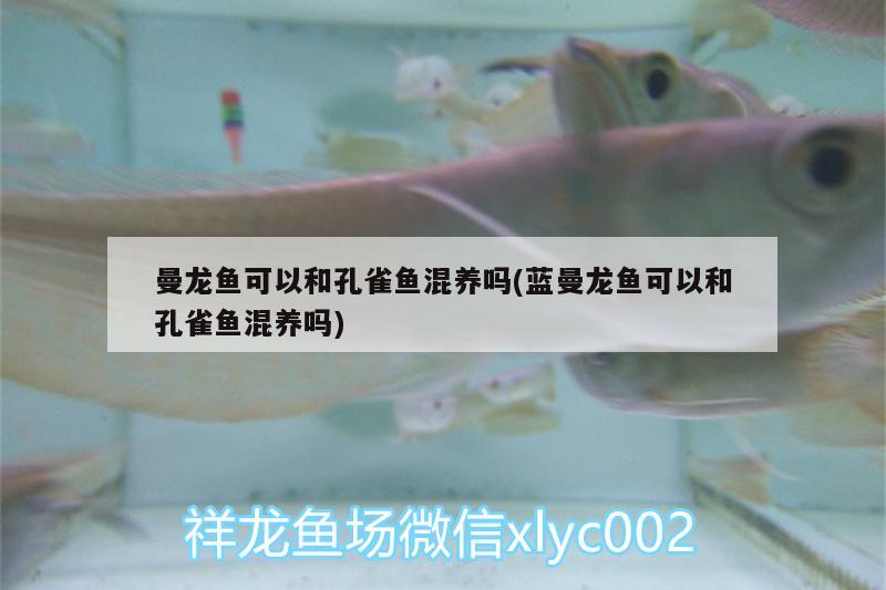 曼龍魚(yú)可以和孔雀魚(yú)混養(yǎng)嗎(藍(lán)曼龍魚(yú)可以和孔雀魚(yú)混養(yǎng)嗎)