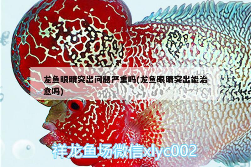 龍魚(yú)眼睛突出問(wèn)題嚴(yán)重嗎(龍魚(yú)眼睛突出能治愈嗎)