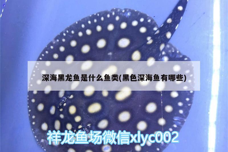 深海黑龍魚是什么魚類(黑色深海魚有哪些) 銀龍魚苗 第2張