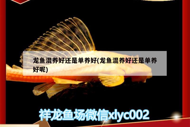 龍魚混養(yǎng)好還是單養(yǎng)好(龍魚混養(yǎng)好還是單養(yǎng)好呢)