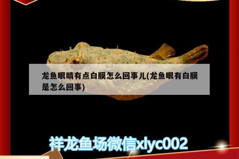 龍魚眼睛有點白膜怎么回事兒(龍魚眼有白膜是怎么回事) 其他益生菌